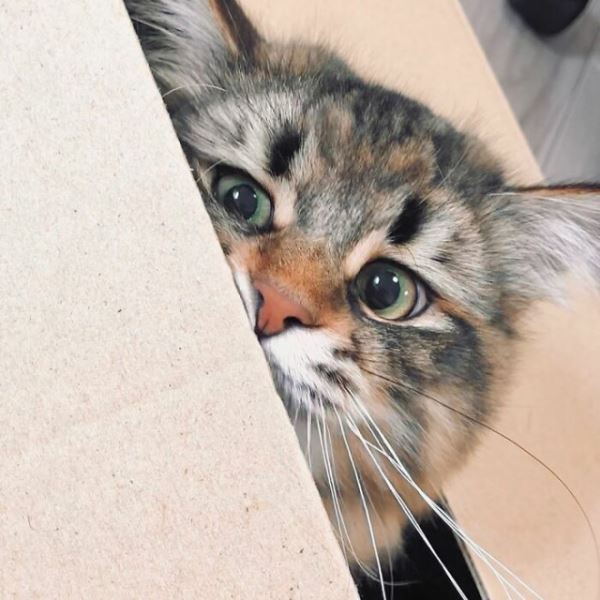 Кошка Яманеко, чьей экспрессии можно только позавидовать (27 фото)