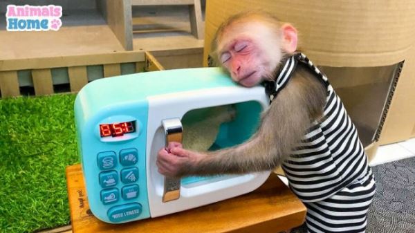 Спасённая индонезийская обезьянка, которая дружит со всеми (33 фото)