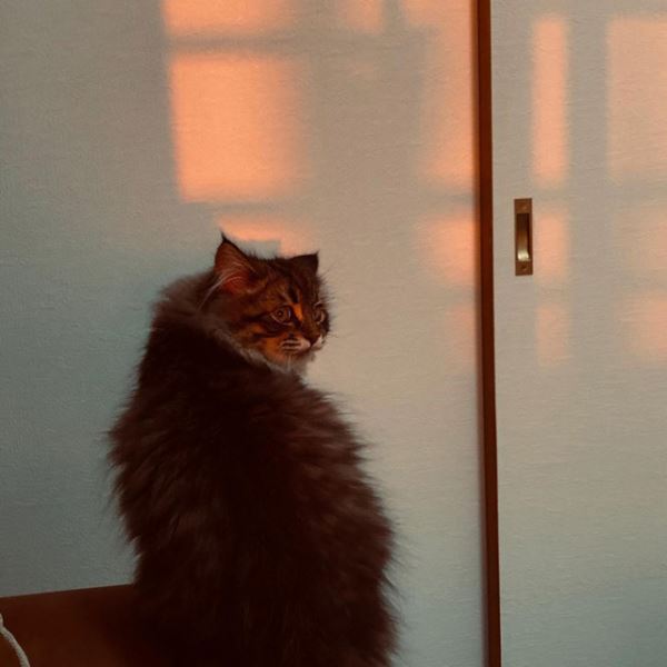 Кошка Яманеко, чьей экспрессии можно только позавидовать (27 фото)