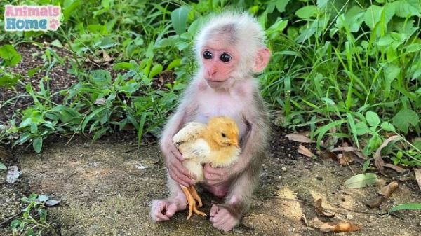 Спасённая индонезийская обезьянка, которая дружит со всеми (33 фото)