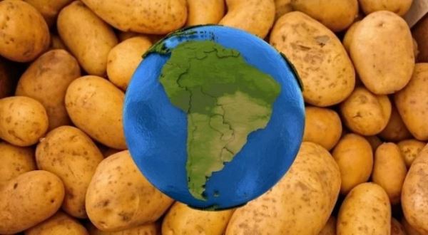Топ-10: Важные факты про скромный картофель